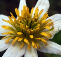 Caltha leptosepala