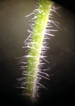 Cryptantha hispidissima