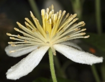 Clematis lasiantha