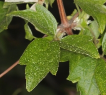 Clematis lasiantha