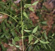 Clematis ligusticifolia