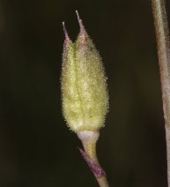 Delphinium gypsophilum ssp. gypsophilum