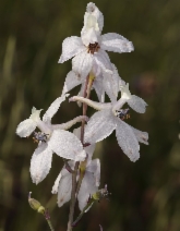 Delphinium gypsophilum ssp. gypsophilum