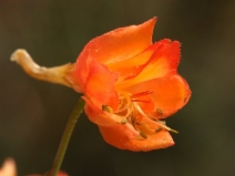 Delphinium nudicaule