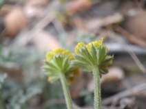 Lomatium observatorium