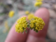 Lomatium observatorium