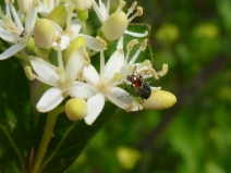 Cornus glabrata