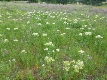 Lepidium chalepense