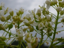 Lepidium chalepense