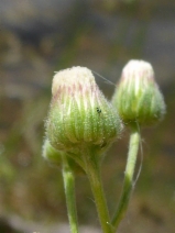 Erigeron bonariensis