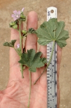 Malva pseudolavatera