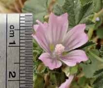 Malva pseudolavatera