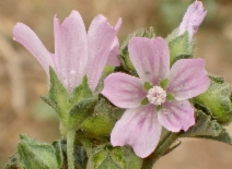 Malva pseudolavatera