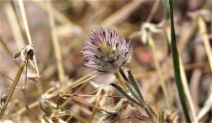 Trifolium albopurpureum var. olivaceum