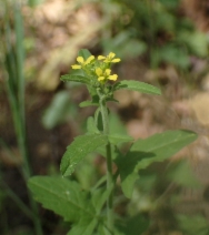 Sisymbrium officinale