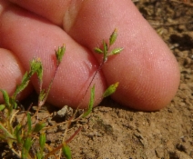 Pentachaeta alsinoides