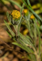 Rigiopappus leptocladus