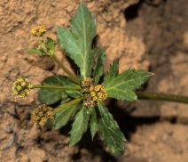 Sanicula crassicaulis