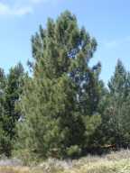 Pinus attenuata