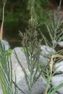 Leptochloa fusca ssp. uninervia