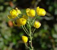Berberis aquifolium var. dictyota