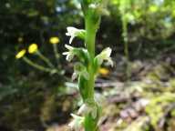 Piperia candida