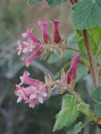 Ribes malvaceum var. viridifolium