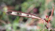 Calliandra eriophylla