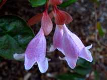 Abelia Xgrandiflora