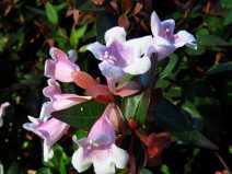 Abelia Xgrandiflora