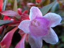 Abelia Xgrandiflora