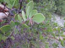 Arctostaphylos parryana ssp. parryana