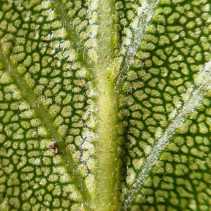 Cercocarpus betuloides var. betuloides