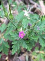 Geranium purpureum
