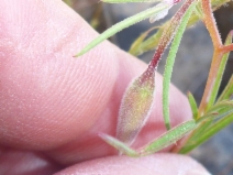 Clarkia arcuata