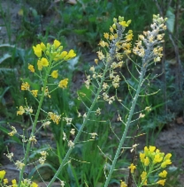 Brassica rapa