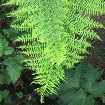Athyrium filix-femina var. cyclosorum
