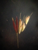 Deschampsia elongata