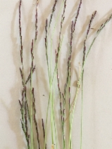 Deschampsia elongata
