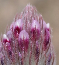 Trifolium albopurpureum
