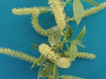 Salix gooddingii