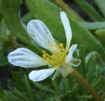 Ranunculus aquatilis