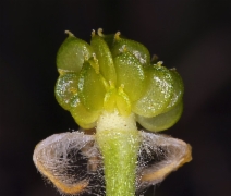 Ranunculus californicus