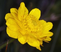 Ranunculus californicus