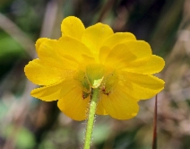 Ranunculus californicus var. californicus