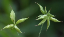 Thalictrum fendleri var. fendleri