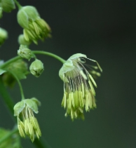 Thalictrum fendleri