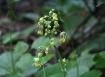 Thalictrum fendleri