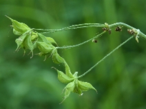 Thalictrum fendleri