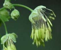 Thalictrum fendleri var. fendleri
